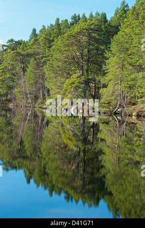 Reflections of Scots Pine Tree on Loch Garten Stock Photo