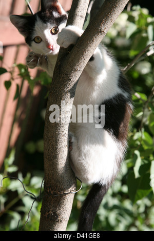 A little kitten in a tree on the morning hunt in the summer garden Stock Photo