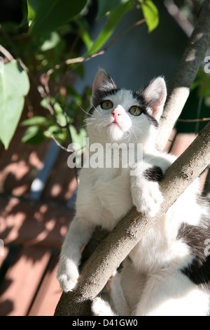 Kitten playing in a tree in the summer garden Stock Photo