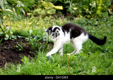 Kitten playing with a ball in the summer garden in early morning Stock Photo