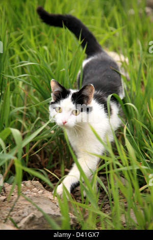 White black cat in green grass Stock Photo