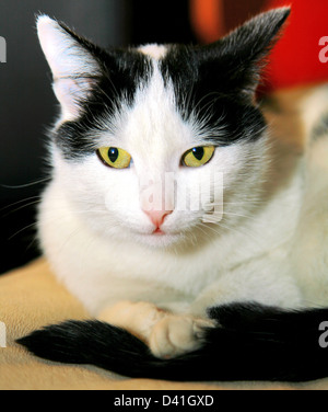 Yellow eyed white black cat Stock Photo