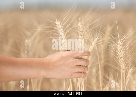 Man's hand holding a spike on the background field Stock Photo