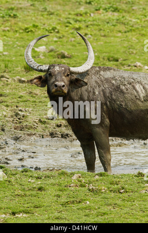 Wild Buffalo in the swamps, Kaziranga National Park, India. Stock Photo