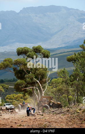 Forestry workers felling Pine trees in the Western cape region South Africa c Stock Photo