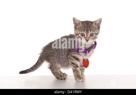 Kitten against white background with collar and tags Stock Photo