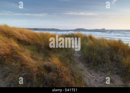 Dune Grasses bathed in warm golden light with Worms head in the distance, Rhosilli bay, Gower, South Wales Stock Photo