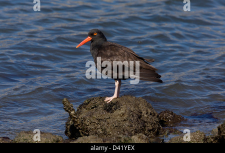 Black Oystercatcher (Haematopus bachmani) feeding along rocky shoreline,  California, Bay area, USA Stock Photo