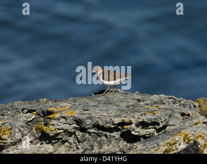 Spotted Sandpiper (Actitis macularius) in winter plumage, feeding on rocky shore, California, USA Stock Photo