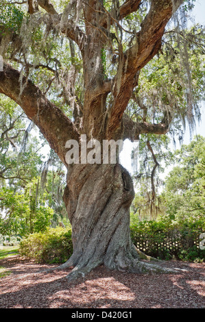 Mepkin Abbey is a community of Roman Catholic Trappist-Cistercian monks located on the Cooper River just north of Charleston SC. Stock Photo