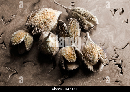 The hairy spiky shells of the beech nut Stock Photo - Alamy