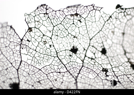 Fine detail of old decayed leaf Stock Photo