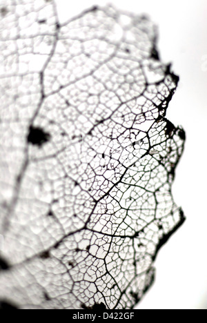 Fine detail of old decayed leaf Stock Photo