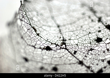 Fine detail of old decayed leaf Stock Photo