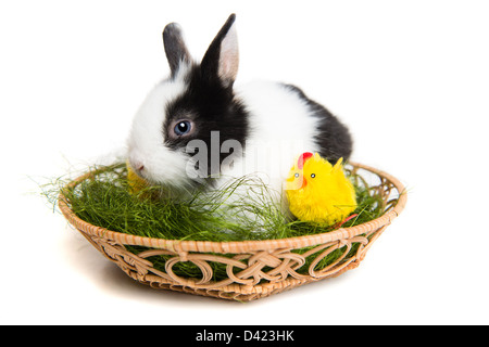 Easter rabbit with chick inside of basket, isolated on white background Stock Photo