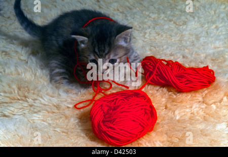 Tabby Kitten Playing With Red Wool Stock Photo