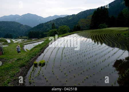 Flooded rice paddy terraces with spring seedlings sprouting in the green mountain countryside of Hata, Shiga Prefecture, Japan. Stock Photo