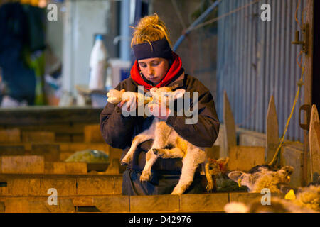 Glaston, Rutland, UK. March 2nd 2013. Spring has arrived at Coppice Farm, Glaston, as lambing the farms ewe's get's underway.A lamb gets a bottle of milk. Credit: Tim Scrivener/Alamy Live News Stock Photo