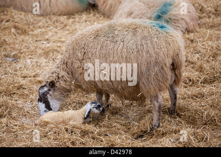 Glaston, Rutland, UK. March 2nd 2013. Spring has arrived at Coppice Farm, Glaston, as lambing the farms ewe's get's underway. A ewe licks her new born lamb. Credit: Tim Scrivener/Alamy Live News Stock Photo
