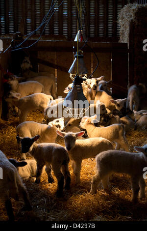 Glaston, Rutland, UK. March 2nd 2013. Spring has arrived at Coppice Farm, Glaston, as lambing the farms ewe's get's underway. Credit: Tim Scrivener/Alamy Live News Stock Photo