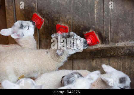 Glaston, Rutland, UK. March 2nd 2013. Spring has arrived at Coppice Farm, Glaston, as lambing the farms ewe's get's underway. Credit: Tim Scrivener/Alamy Live News Stock Photo