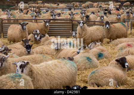 Glaston, Rutland, UK. March 2nd 2013. Spring has arrived at Coppice Farm, Glaston, as lambing the farms ewe's get's underway. Ewes waiting to lamb. Credit: Tim Scrivener/Alamy Live News Stock Photo