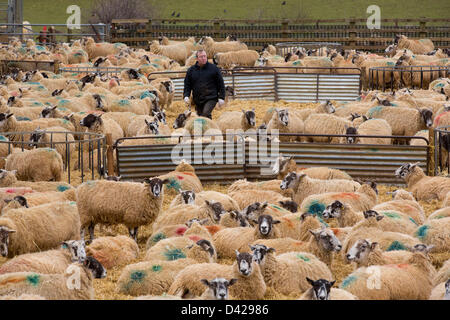Glaston, Rutland, UK. March 2nd 2013. Spring has arrived at Coppice Farm, Glaston, as lambing the farms ewe's get's underway. Shepherd Danny Hurst checks for new born lambs. Credit: Tim Scrivener/Alamy Live News Stock Photo