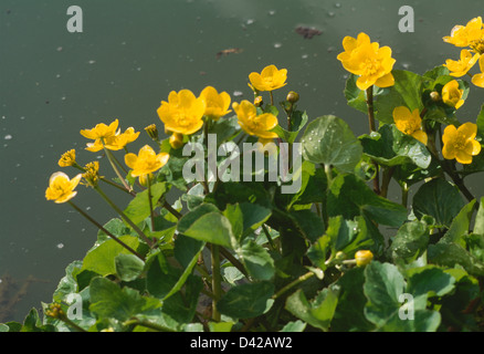 Close up of yellow Caltha "Palustris", kingcups Stock Photo