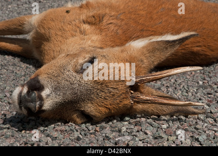 Roe Deer buck killed on road by traffic accident Stock Photo