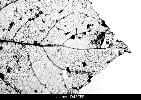 Fine detail of old decayed leaf Stock Photo