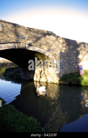Swan swimming under Bridge 207 at Heyford Wharf on the South Oxford Canal Oxfordshire Oxon England canal canals scenic UK GB Stock Photo
