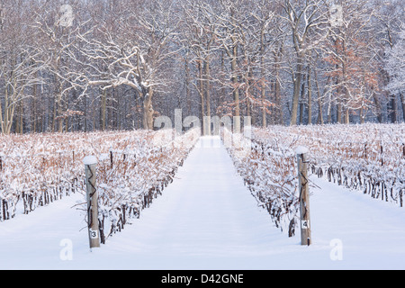 Canada,Ontario,Niagara-on-the-Lake, grape vineyard in winter Stock Photo