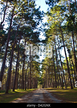 Pine tree forest in Suan Son Bo Kaew, Chiang Mai, Thailand Stock Photo