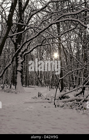 WINTER WOODLAND. BIRCHANGER WOODS BISHOP'S STORTFORD HERTFORDSHIRE. UK Stock Photo