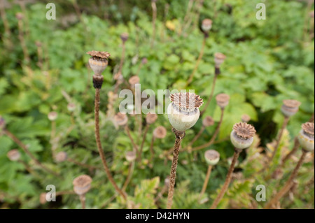 landscape view of towering above poppy seed heads against lush green foliage and leaves of the plant Stock Photo