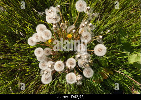 Coltsfoot colonisation on North Kent grassland dandelion exposed seed head time clock wind blown some seeds away field Stock Photo