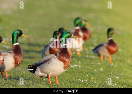 Male Mallards / Wild Ducks (Anas platyrhynchos), Caledonian Canal, Inverness, Scotland, UK Stock Photo