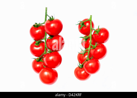 Two tomato vines isolated on white - front and back views Stock Photo