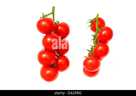 Two tomato vines isolated on white - front and side views Stock Photo
