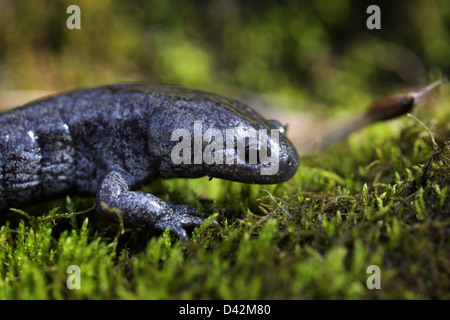 streamside salamander on moss Ohio amphibian Stock Photo