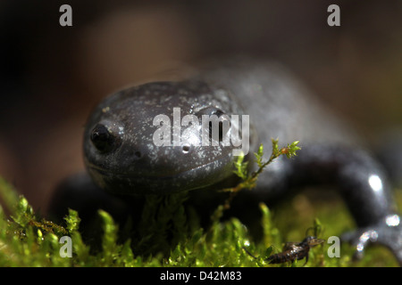 streamside salamander on moss Ohio amphibian Stock Photo