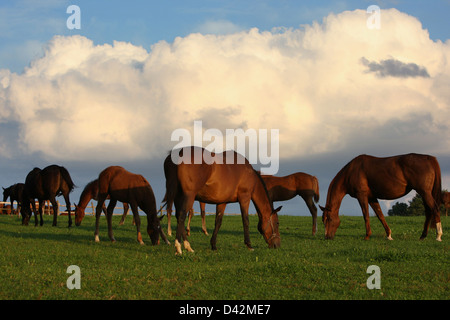 Roedinghausen, Germany, horses in the evening in the pasture Stock Photo