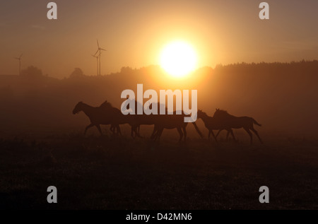Görlsdorf, Germany, silhouettes of horses galloping at sunrise Stock Photo