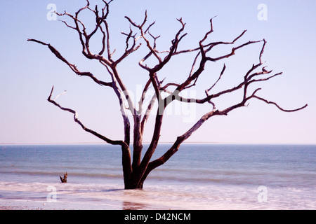 Dead Live Oak Tree standing in the surf of the ocean, no longer able to 'bloom where you are planted', environment changes Stock Photo