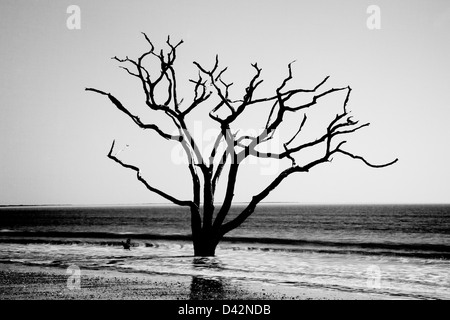 Dead Live Oak Tree standing in the surf of the ocean, no longer able to 'bloom where you are planted', environment changes Stock Photo