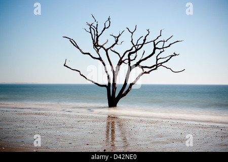 Dead Live Oak Tree standing in the surf of the ocean, no longer able to 'bloom where you are planted', environment changes Stock Photo