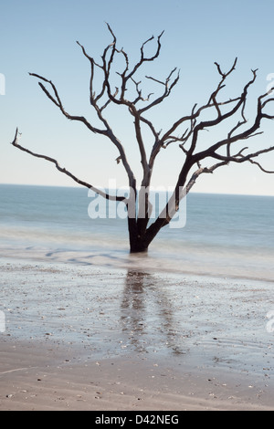 Dead Live Oak Tree standing in the surf of the ocean, no longer able to 'bloom where you are planted', environment changes Stock Photo