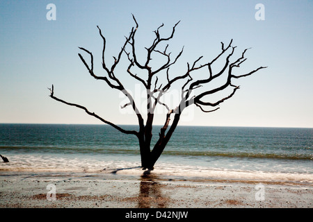 Dead Live Oak Tree standing in the surf of the ocean, no longer able to 'bloom where you are planted', environment changes Stock Photo