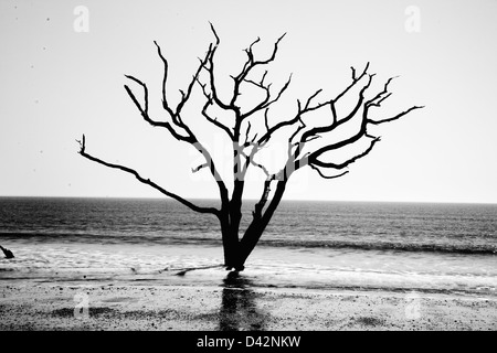 Dead Live Oak Tree standing in the surf of the ocean, no longer able to 'bloom where you are planted', environment changes Stock Photo