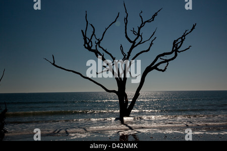 Dead Live Oak Tree standing in the surf of the ocean, no longer able to 'bloom where you are planted', environment changes Stock Photo